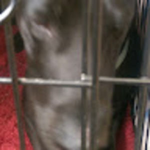 Meet your Posher, Ray